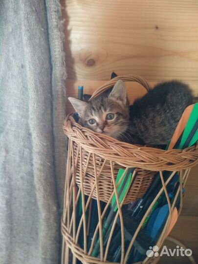 Котята тигрята, помесь Египетской