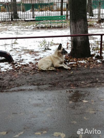 Собака в добрые руки