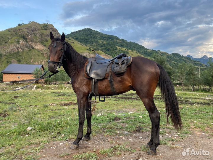 Карачаевский Жеребчик 2 года иноходец