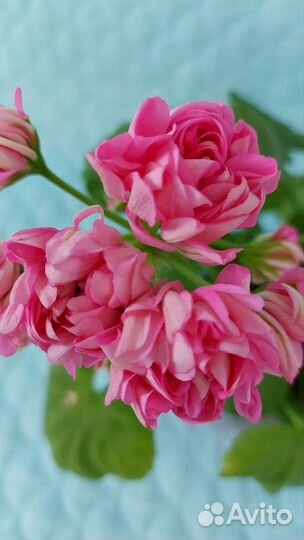 Пеларгония герань