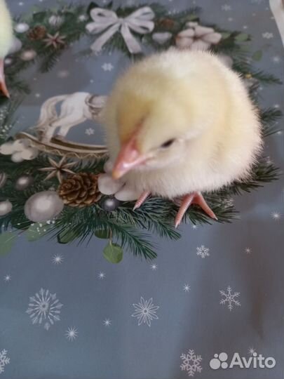 Цыплята бройлер росс 308