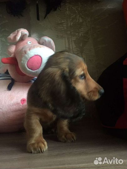 Супер мини таесята