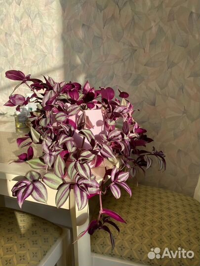 Традесканция