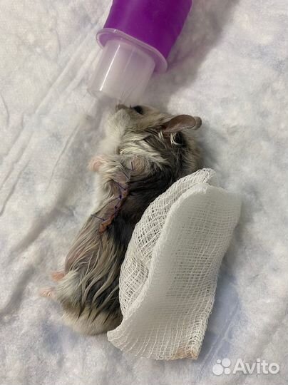 Ветеринарный врач на дом Круглосуточно 24/7