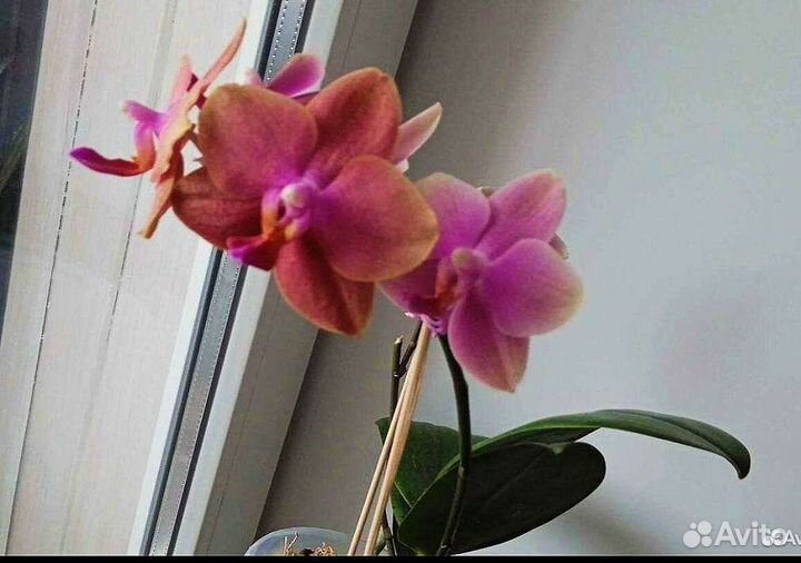 Орхидея фаленопсис