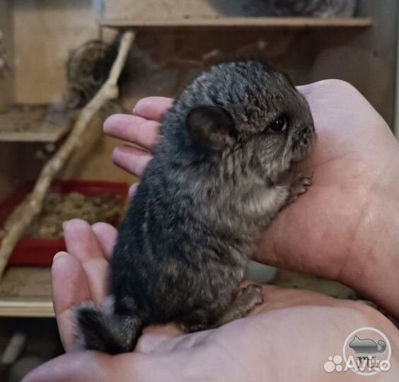 Продам шиншилл