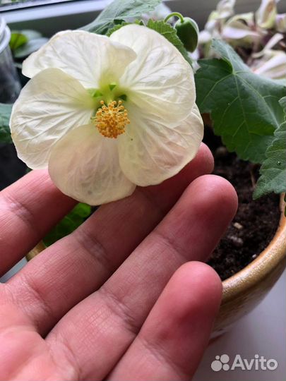 Гибискусы и другие разные цветущие