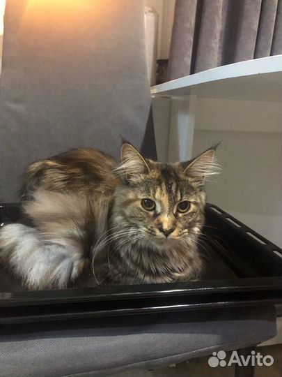 Котята мейн-кун метис бронь