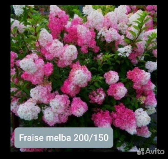 Гортензия метельчатая, крупнолистная