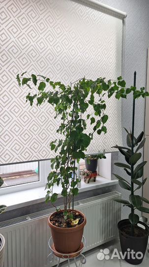 Цветок Бугенвелия