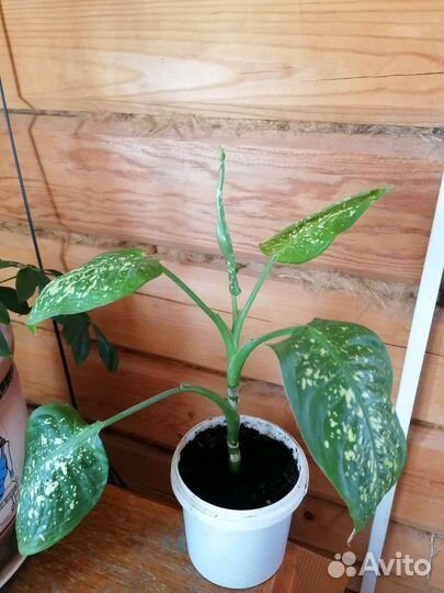 Диффенбахия