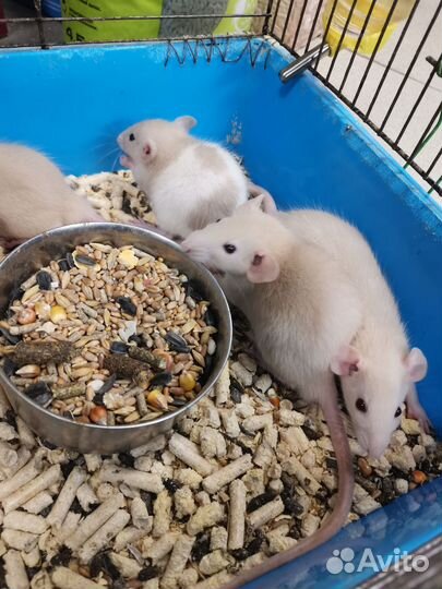 Крыса дамбо