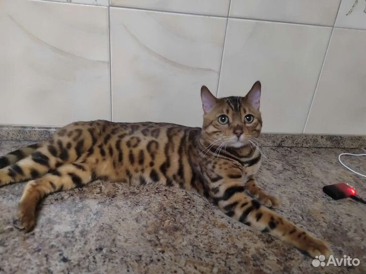 Бенгальский кот вязка