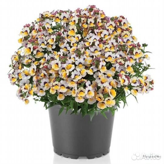 Немезия вегетативная