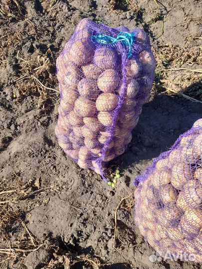 Продам картофель