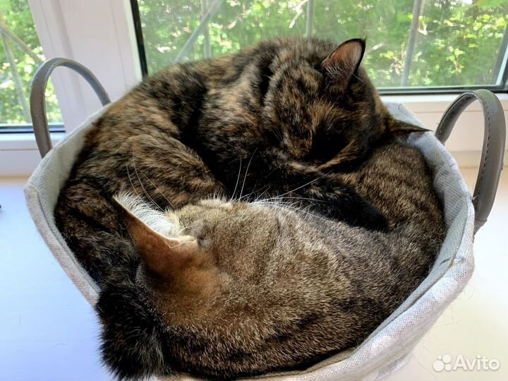 Семья котиков ищет дом