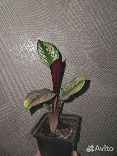 Калатея whiti star