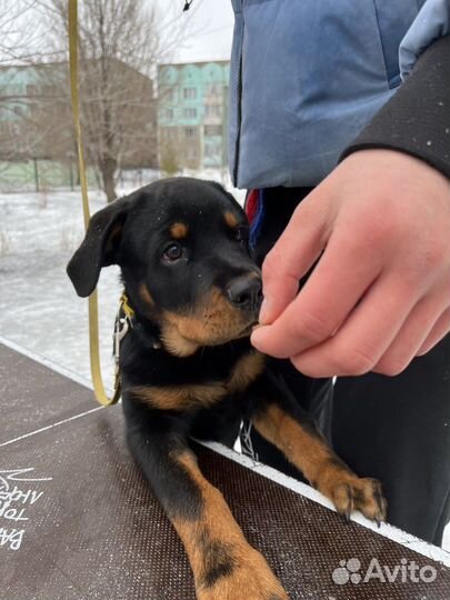 Кинолог, воспитание собак, дрессировка