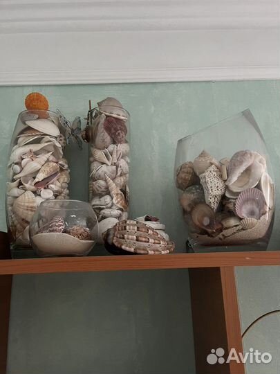 Морские ракушки раковины