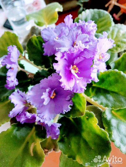 Комнатные цветы