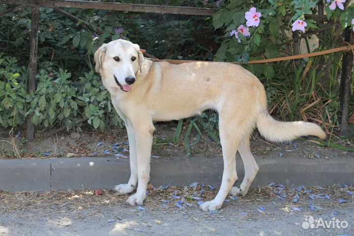 Собачка в поисках семьи