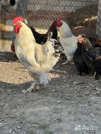 Молодые петухи