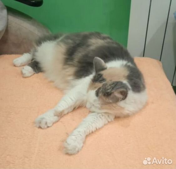 Кошки в добрые руки бесплатно