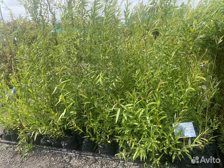 Саженцы березы, клена, липы, рябины