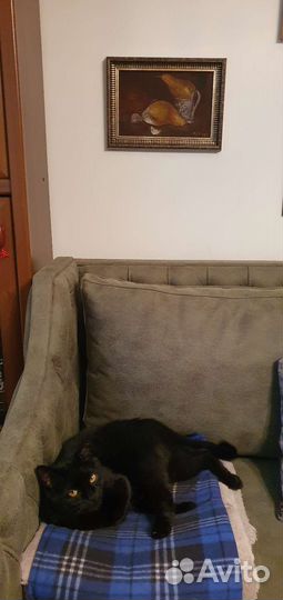 Картина голландская живопись масло натюрморт