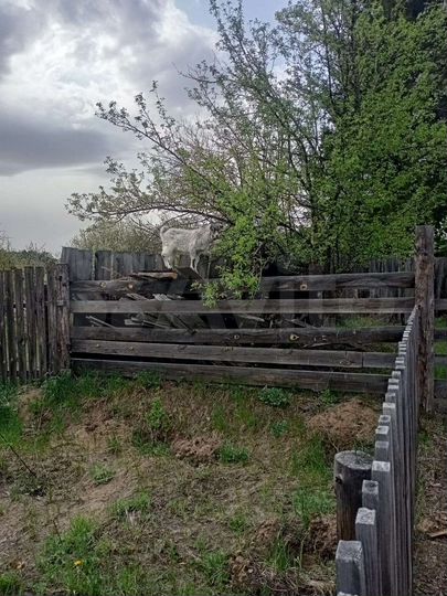 Дом 80 м² на участке 12 сот.