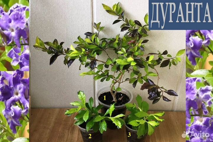 Алоэ,бальзам,цимбидиум,аргирант,дуранта,хойя,клеро