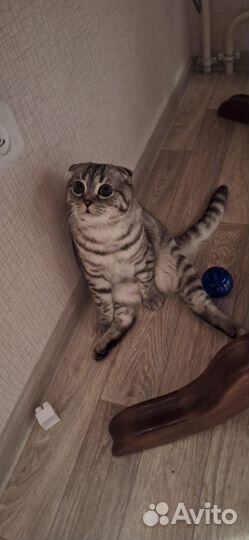 Вязка с шотландским котом