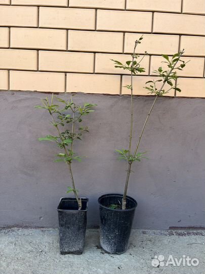 Сирень венгерская