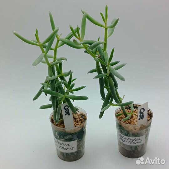 Суккуленты разные 4