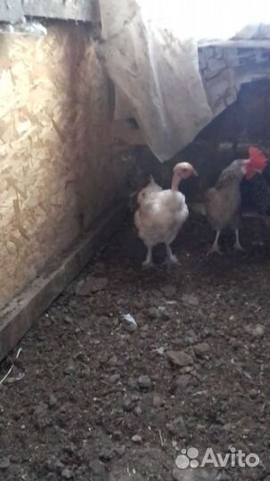 Куриный помет