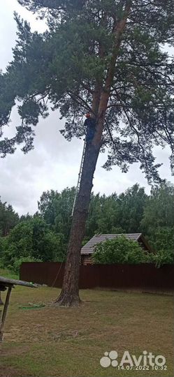 Спилим деревья. Покос травы. Удалим осиные гнезда