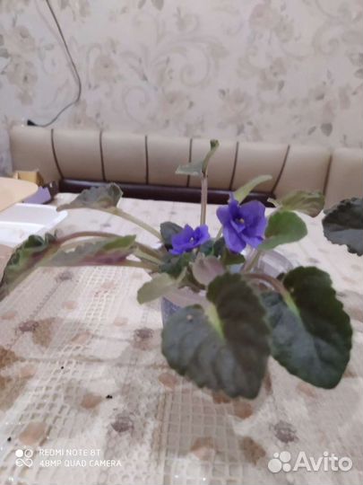 Фиалка молодая