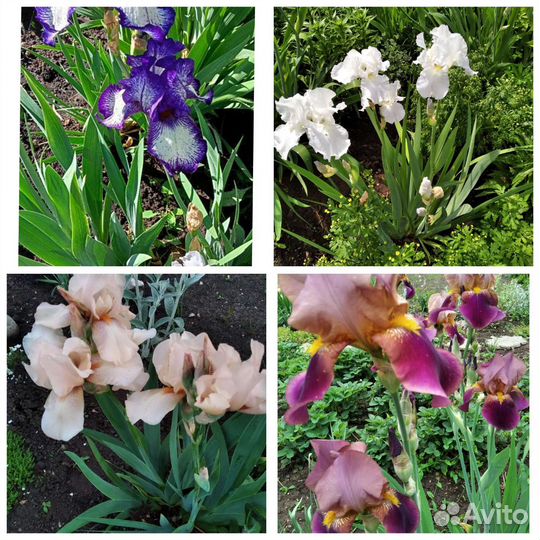 Ирисы