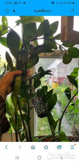 Продам цветы комнатные