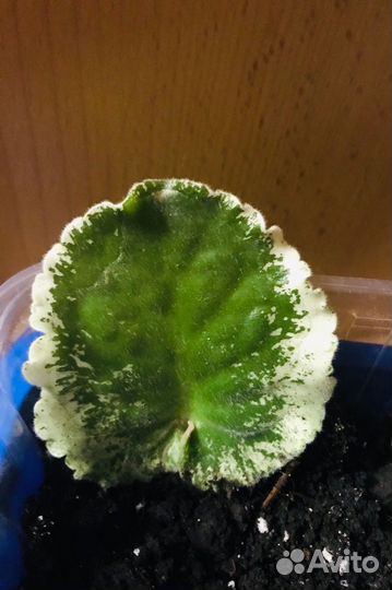 Фиалка «Летние сумерки»