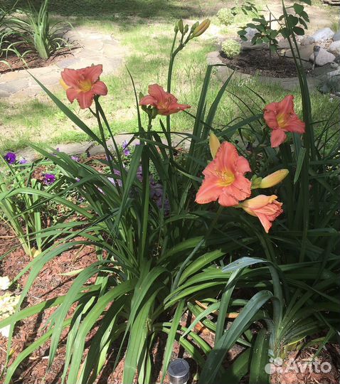 Лилейник South Seas