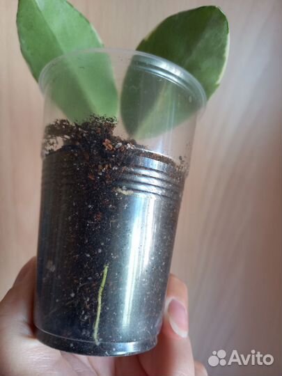 Хойя кримсон квин