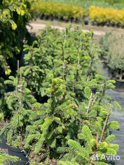 Растения на штамбе