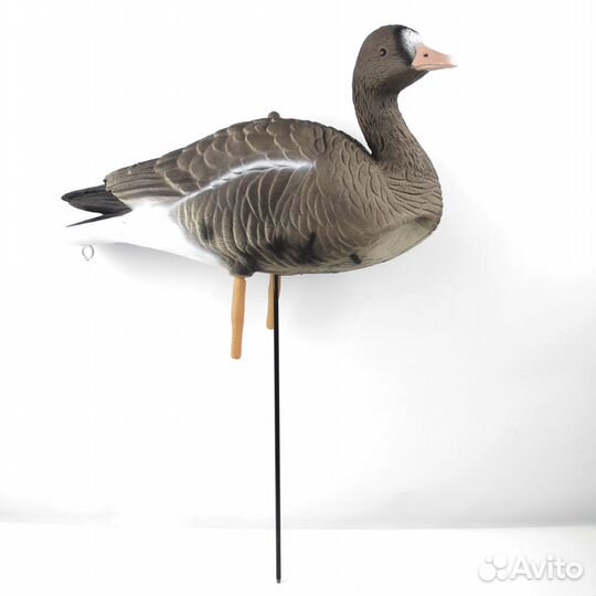 Чучела белолобых гусей (10шт)