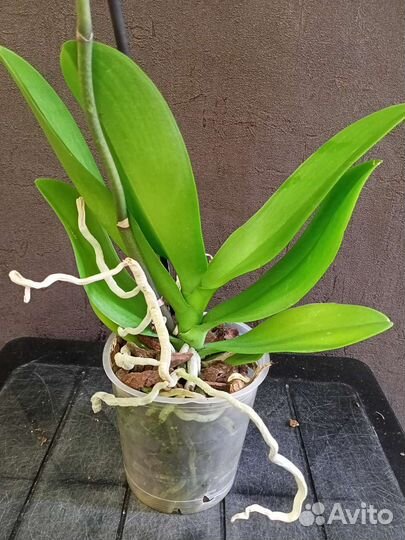 Орхидея Биг-Лип цветок 