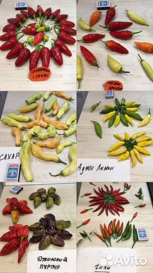 Семена из сверхострых и острых перцев