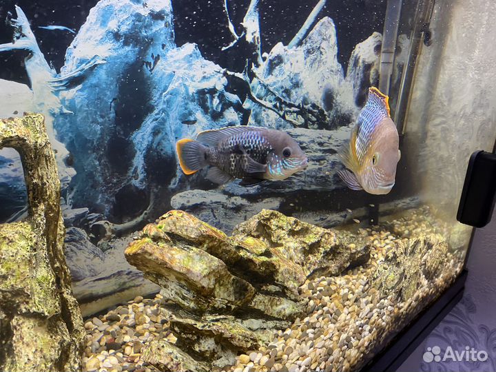 Аквариумные рыбки Акара бирюзовая