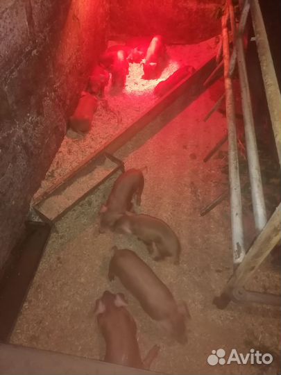 Поросята дюрок