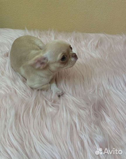 Девочки чихуахуа