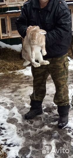 Кролики мясных пород